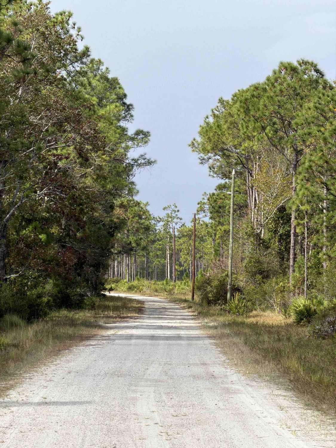 Williams Road - Three Lakes WMA