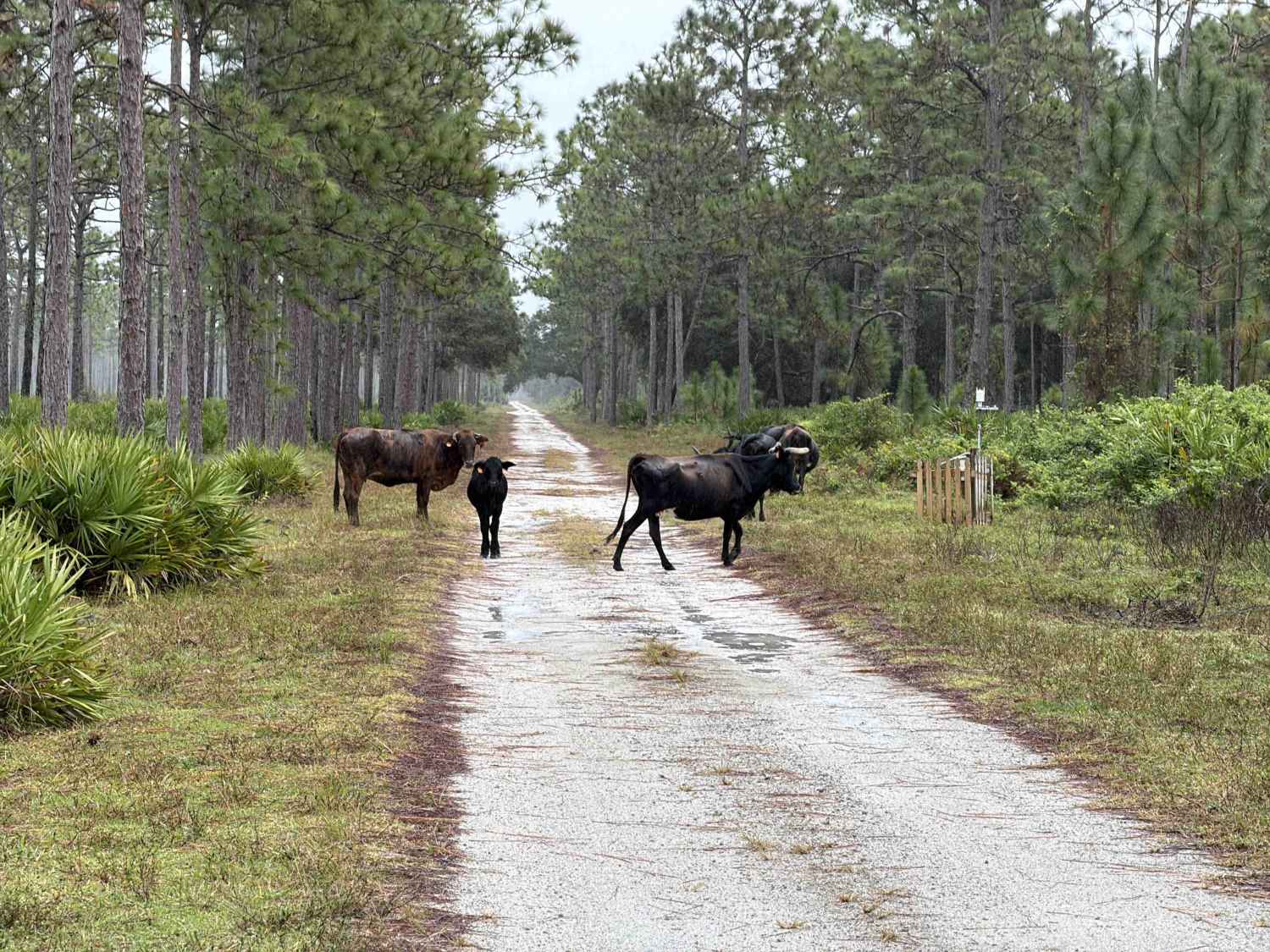 Road 1 - Three Lakes WMA