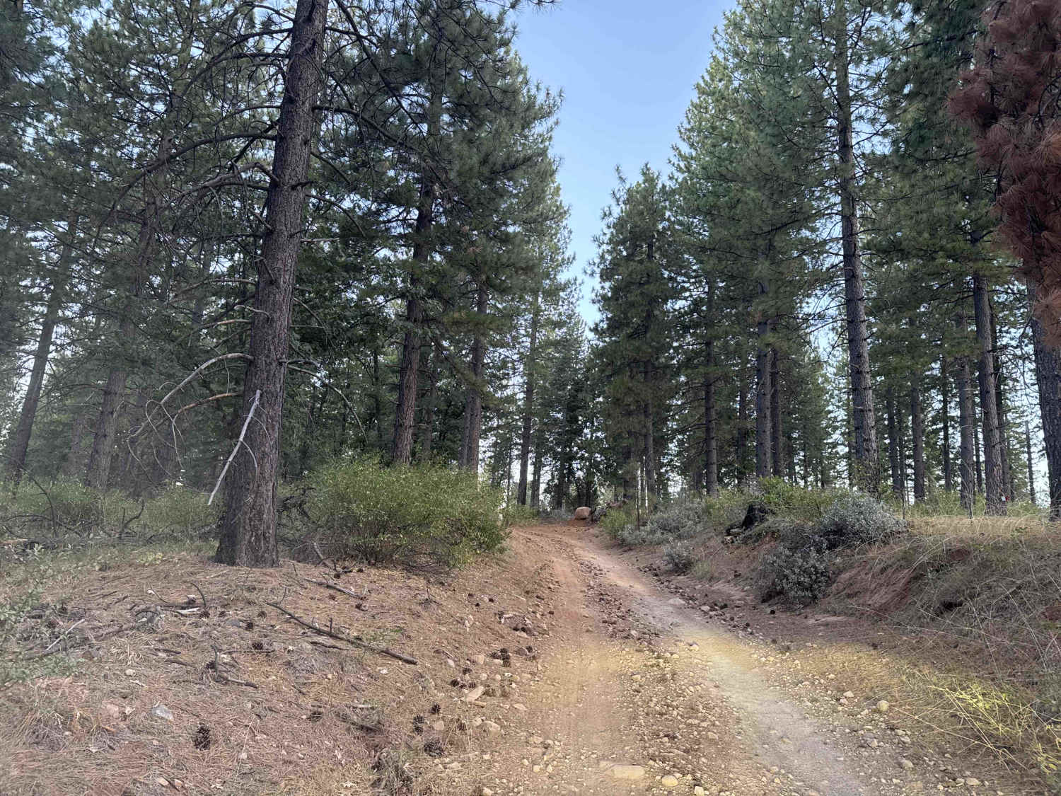 Mountain Chief - FS 10-006