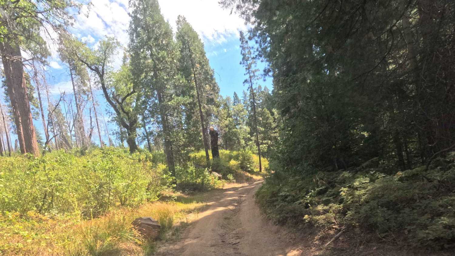 Sugar Pine - FS 6S090