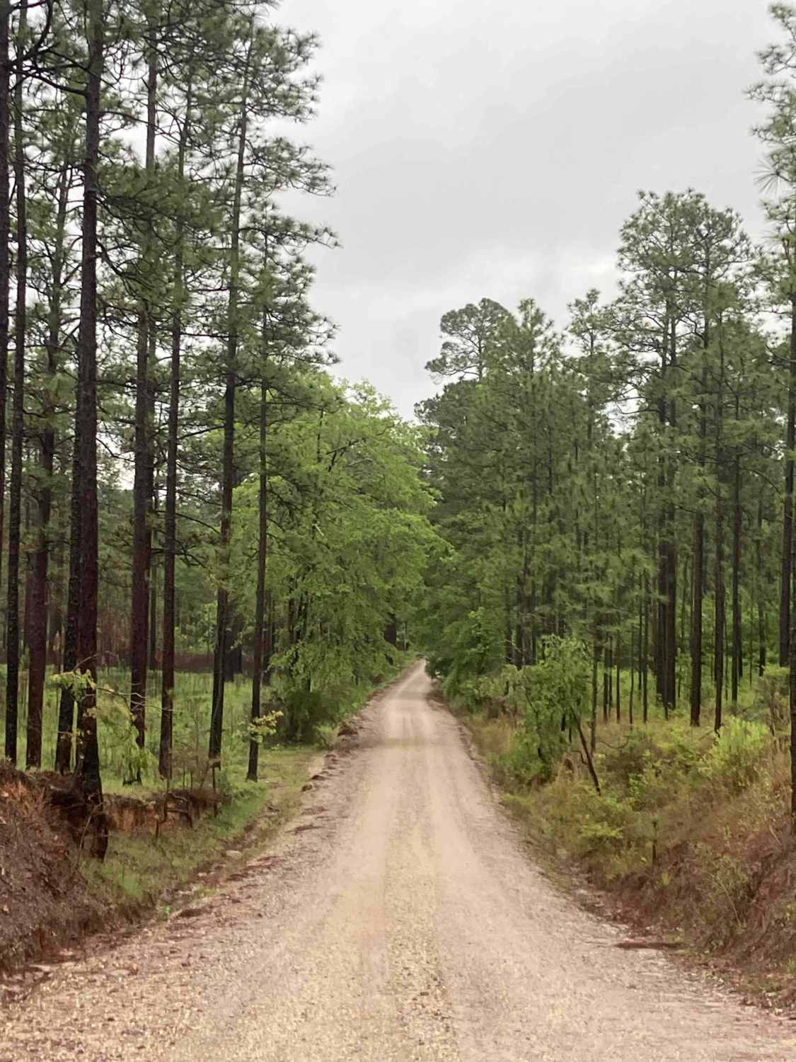 Camp Lowery Road