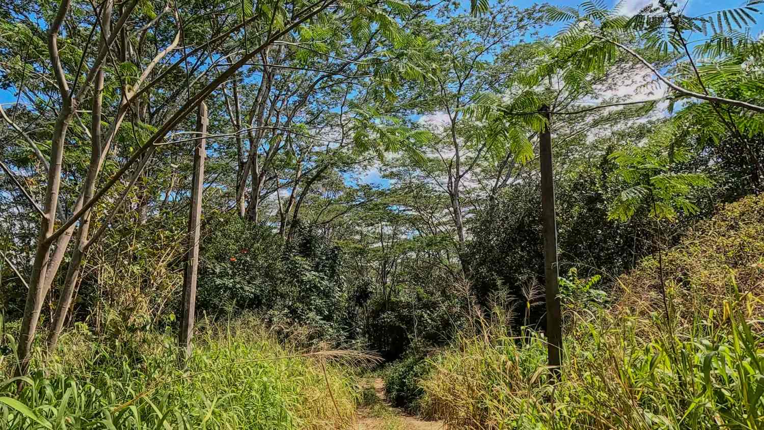 Jurassic Park Gate Trail