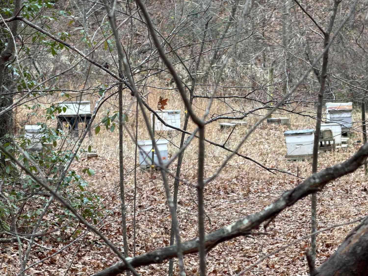 Silly Cook Mountain - FS 319